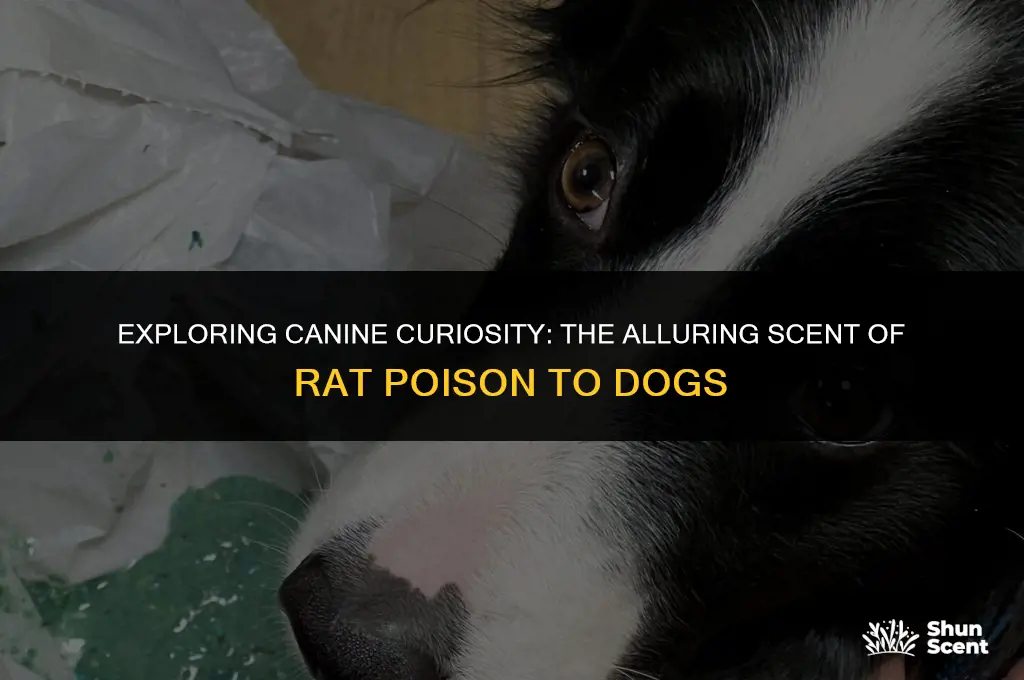 does rat poison smell good to dogs