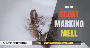 Does Rat Scent Marking Smell? Understanding Rodent Communication Methods