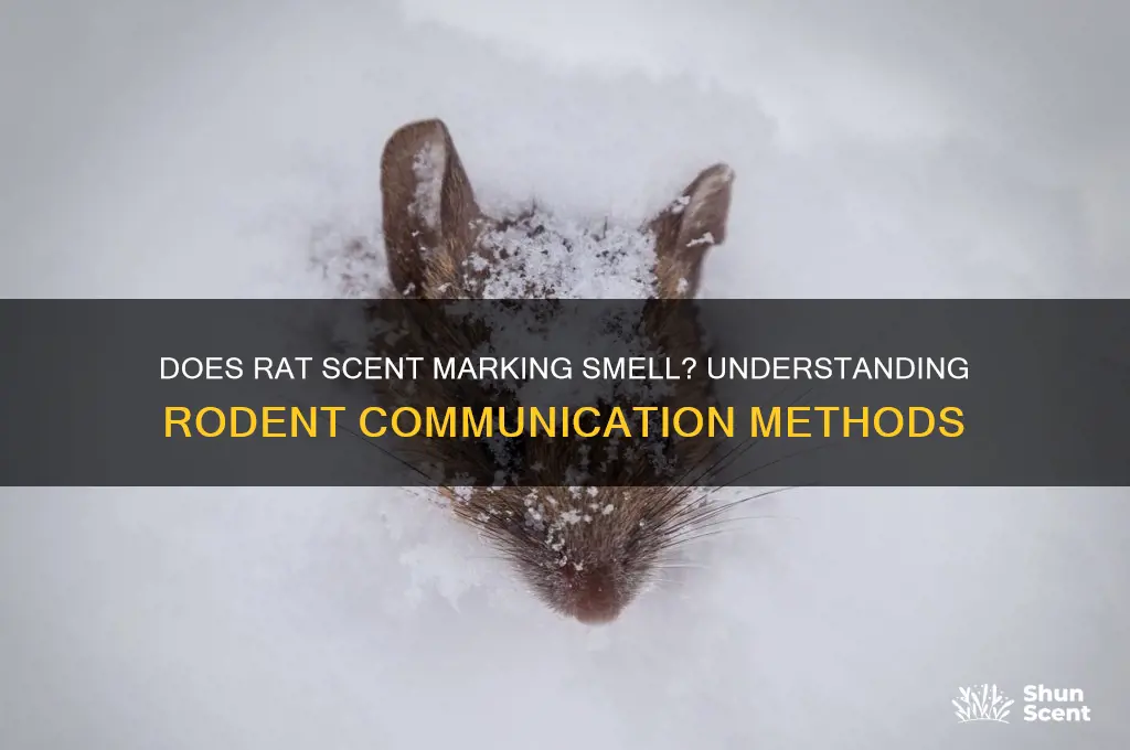does rat scent marking mell