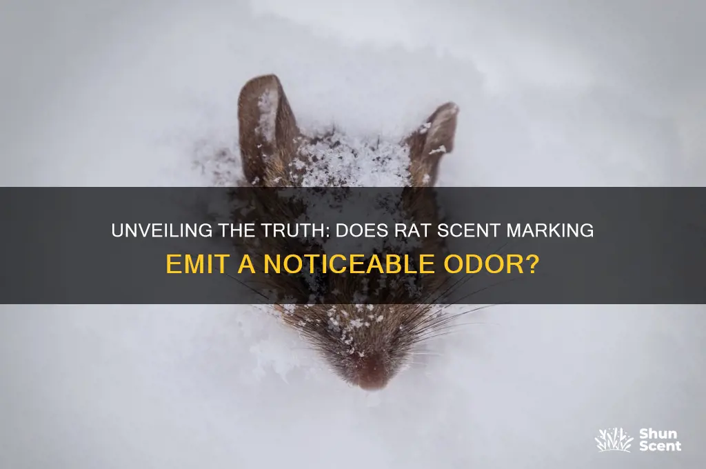 does rat scent marking smell