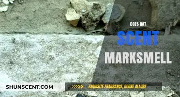 Do Rat Scent Marks Smell? Understanding Rodent Communication and Odor