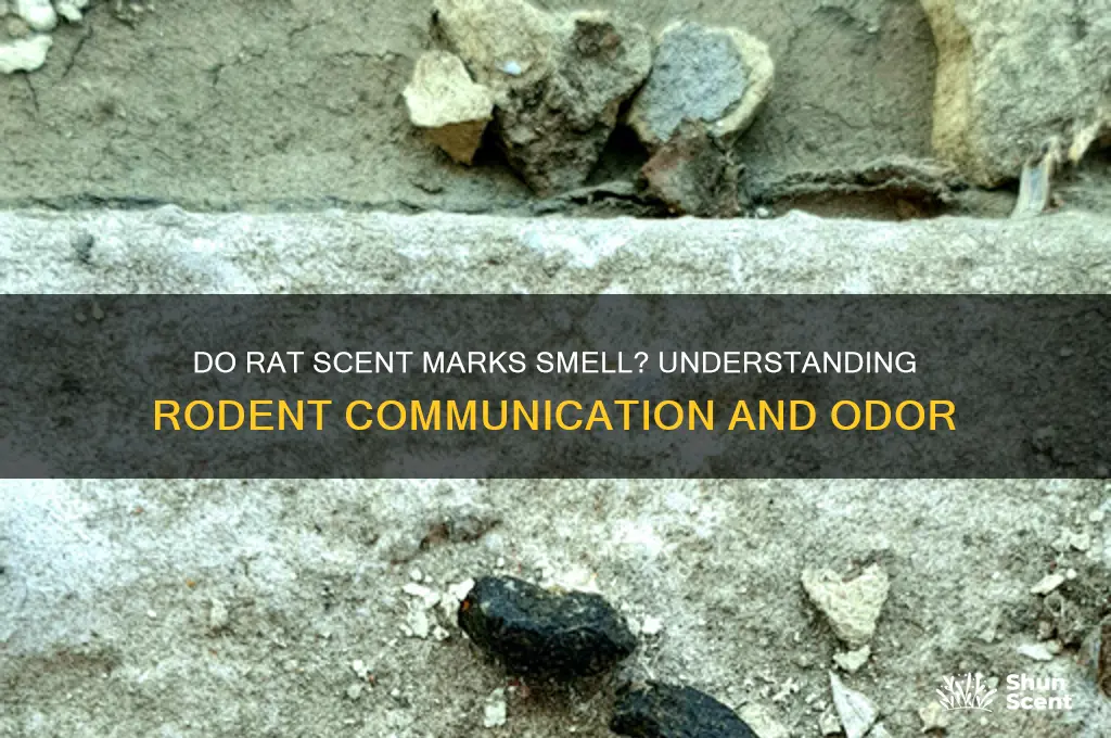 does rat scent marksmell
