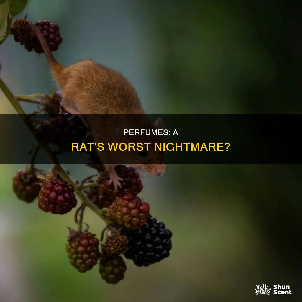 does rats hate perfume