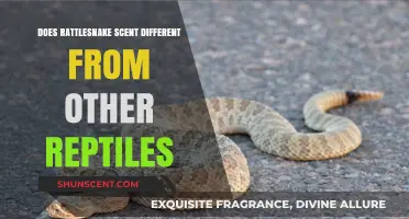 Rattlesnake Scent: How It Differs from Other Reptiles' Aromas
