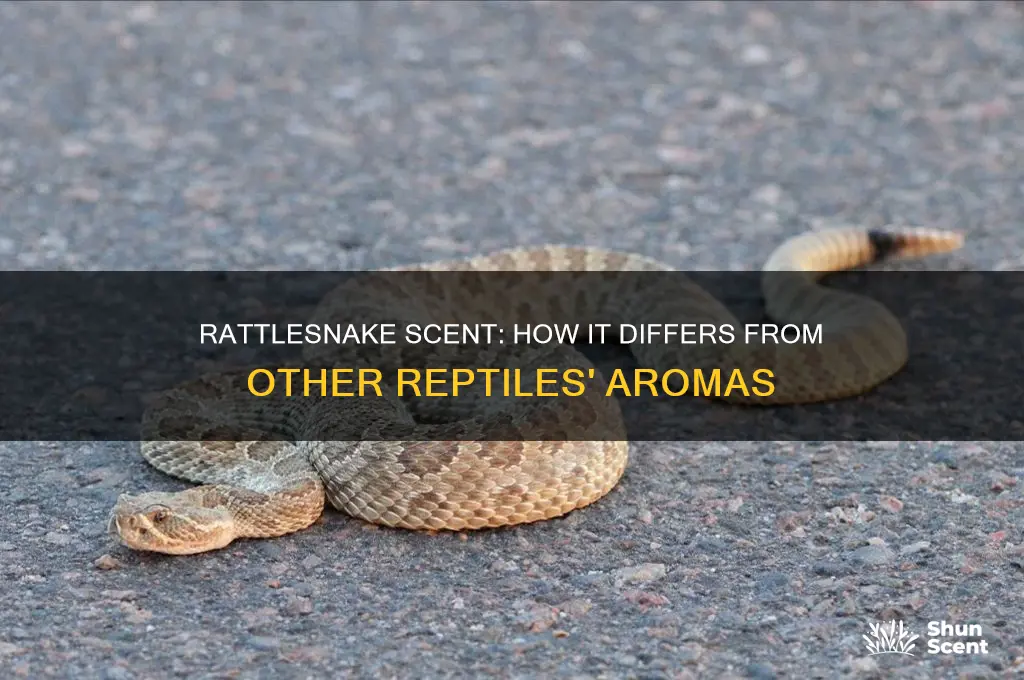 does rattlesnake scent different from other reptiles