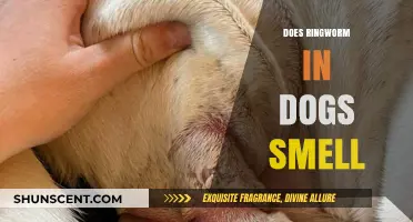 Unveiling the Truth: Does Ringworm in Dogs Have a Distinct Smell?