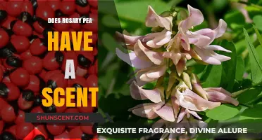 Does Rosary Pea Have a Scent? Unveiling the Truth About Its Aroma