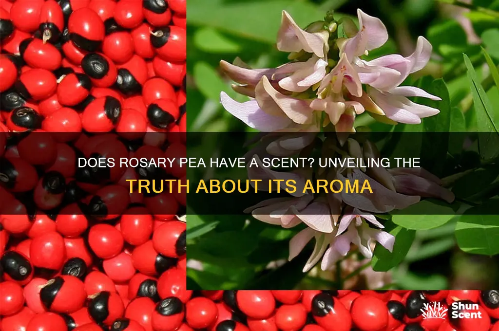 does rosary pea have a scent