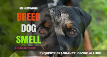 Unraveling the Myth: Do Rottweilers Really Have a Strong Odor?