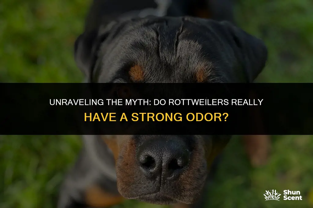 does rottweiler breed dog smell