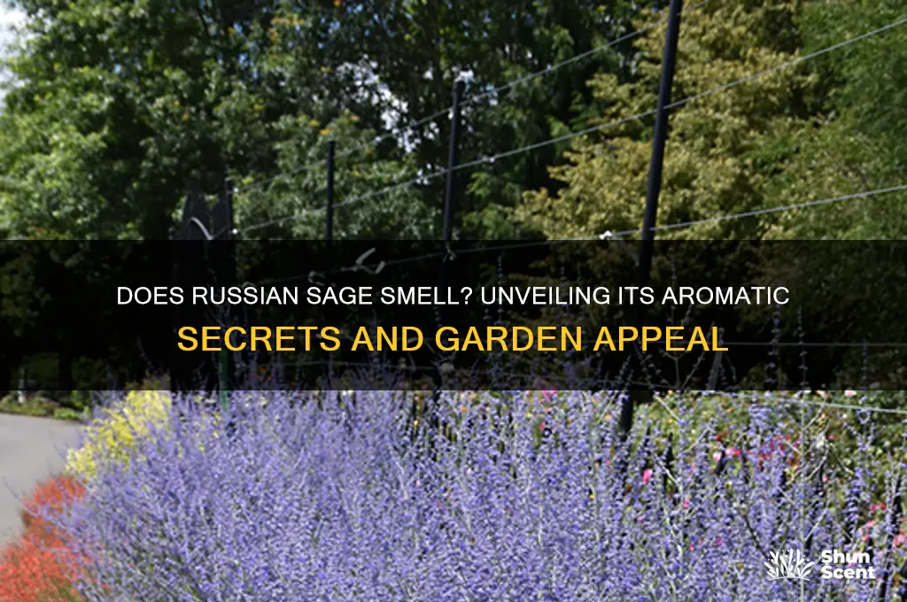does russian sage have a scent