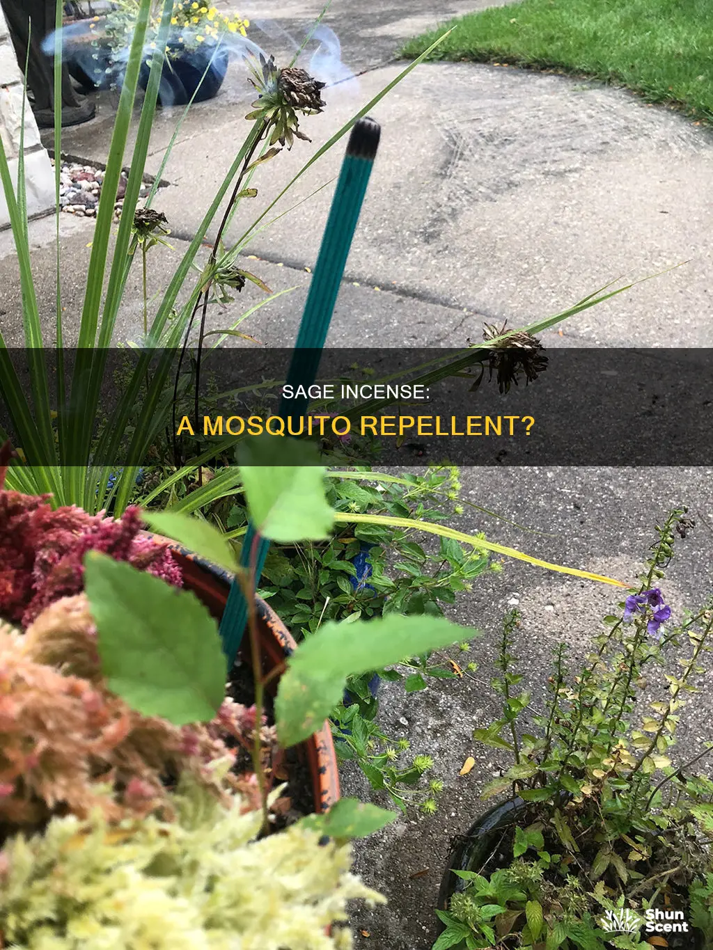 does sage incense repel mosquitoes