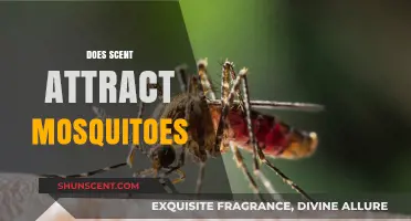 Does Your Scent Attract Mosquitoes? Uncovering the Truth Behind Bites