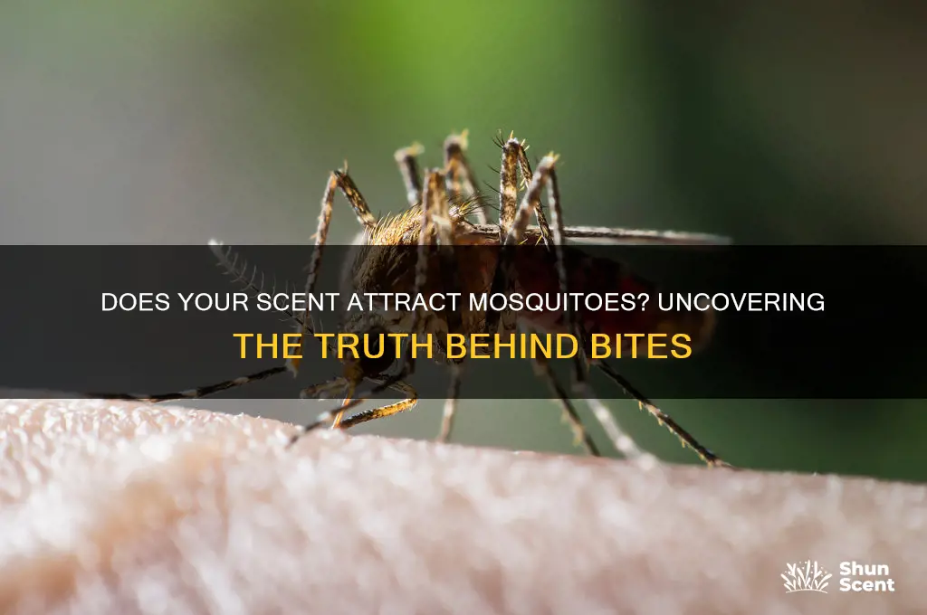 does scent attract mosquitoes