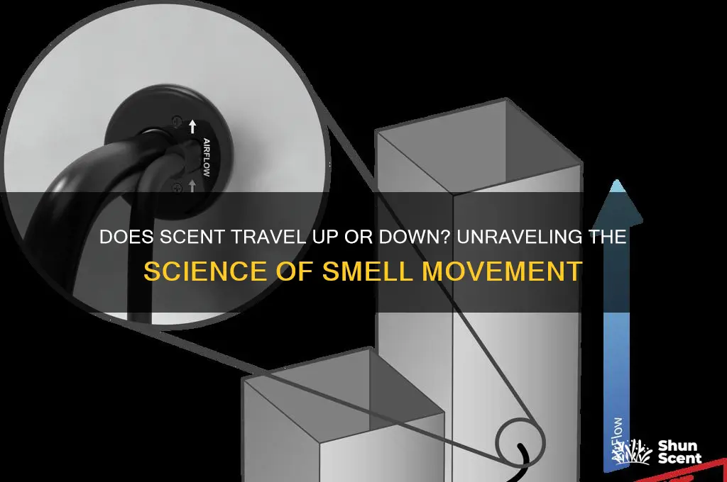 does scent carry down or up