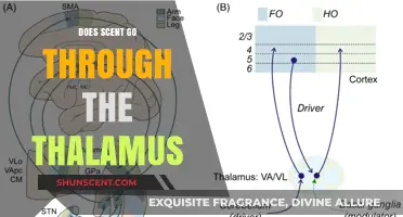 How Does Scent Travel Through the Thalamus? A Scientific Exploration