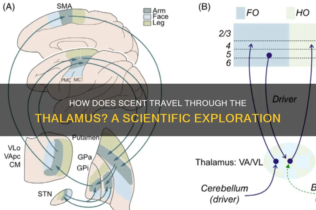 does scent go through the thalamus