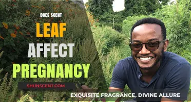 Scent Leaf and Pregnancy: Safety, Benefits, and Potential Risks Explained