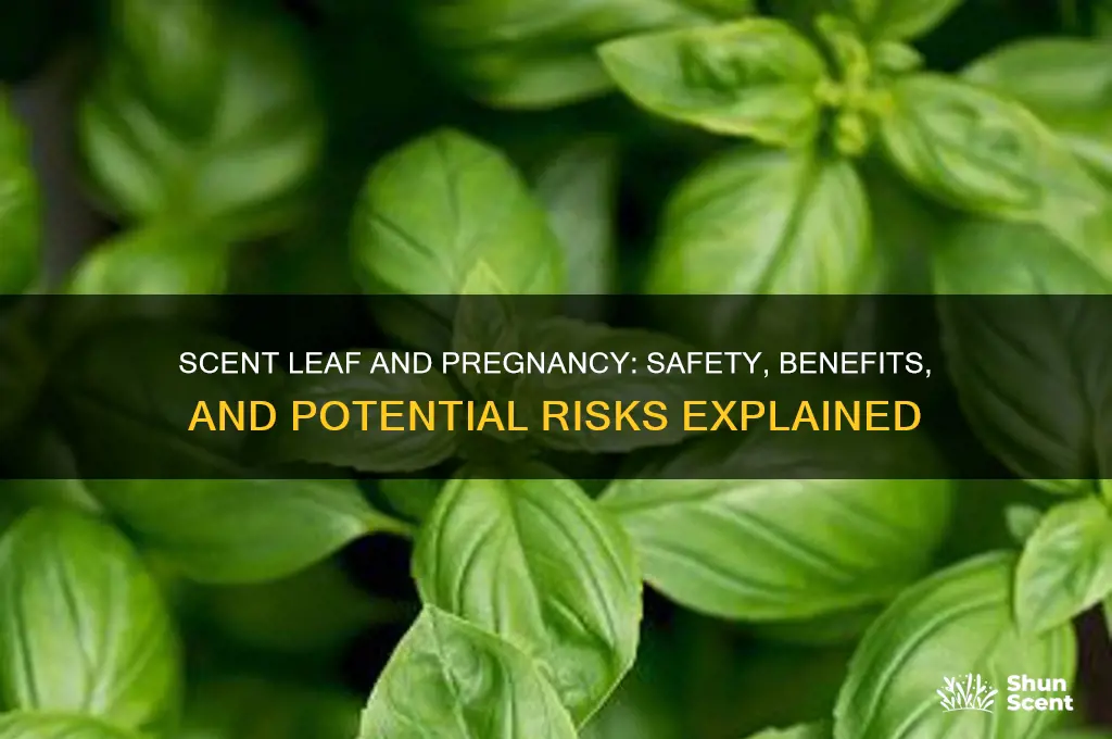 does scent leaf affect pregnancy