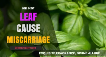 Scent Leaf and Pregnancy: Debunking the Miscarriage Myth