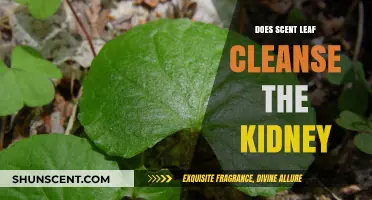 Scent Leaf and Kidney Health: Natural Cleanse or Myth?