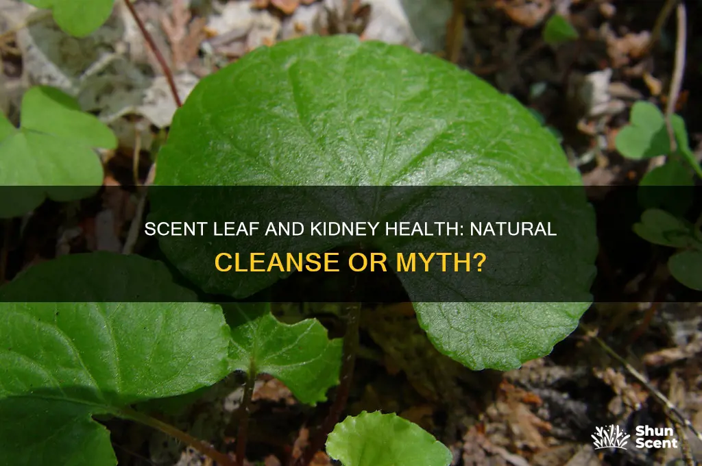 does scent leaf cleanse the kidney