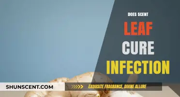 Scent Leaf's Healing Power: Can It Cure Infections Naturally?