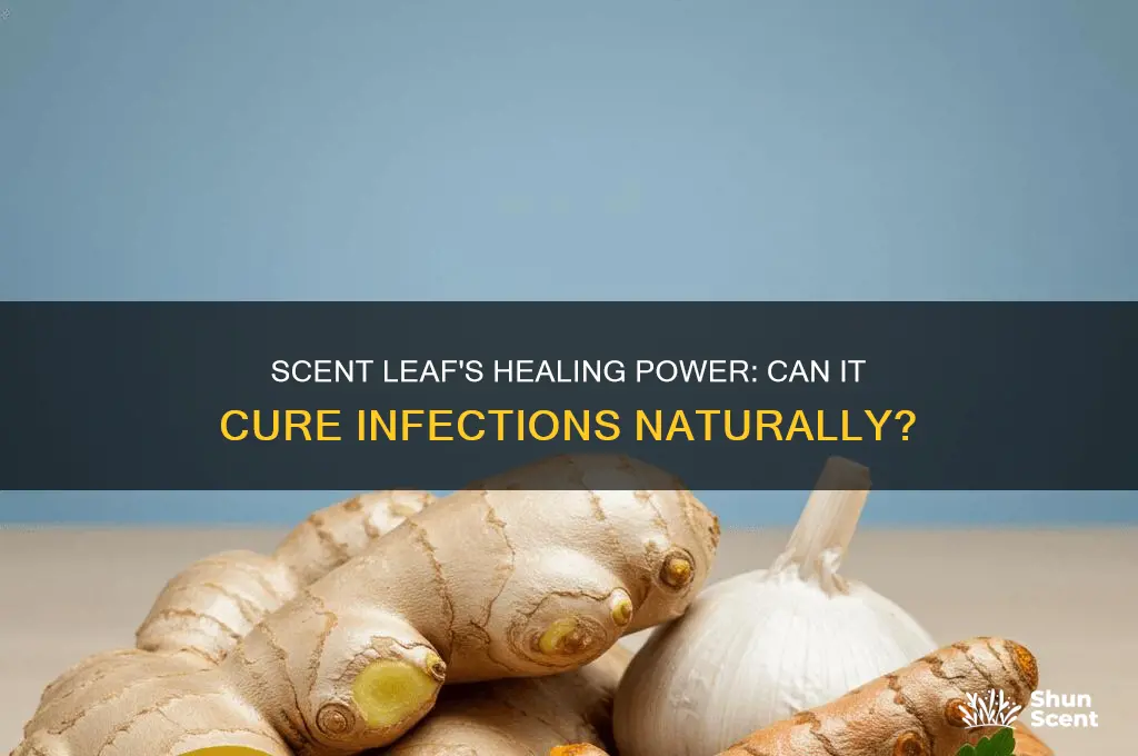 does scent leaf cure infection