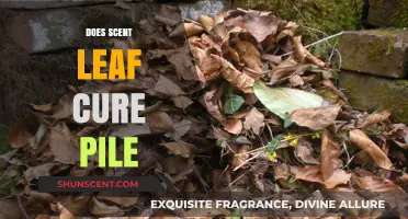 Scent Leaf and Piles: Natural Remedy or Myth?