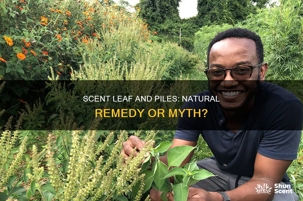 does scent leaf cure pile