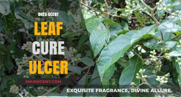 Scent Leaf and Ulcers: Exploring Natural Remedies for Healing
