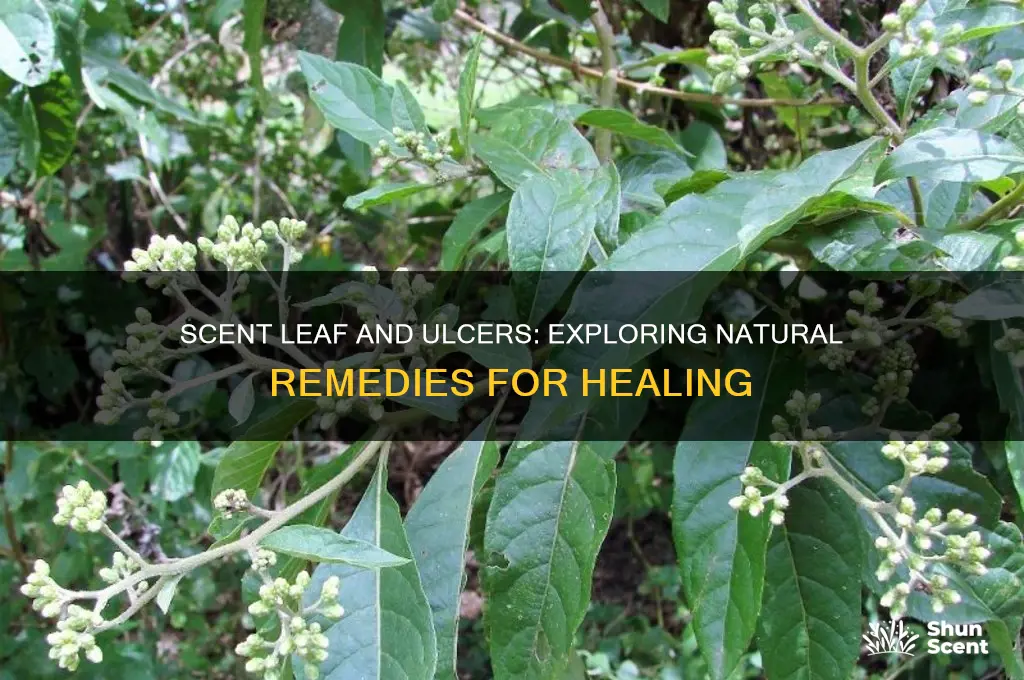does scent leaf cure ulcer