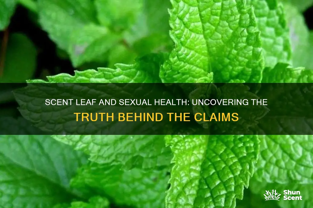 does scent leaf help sexually