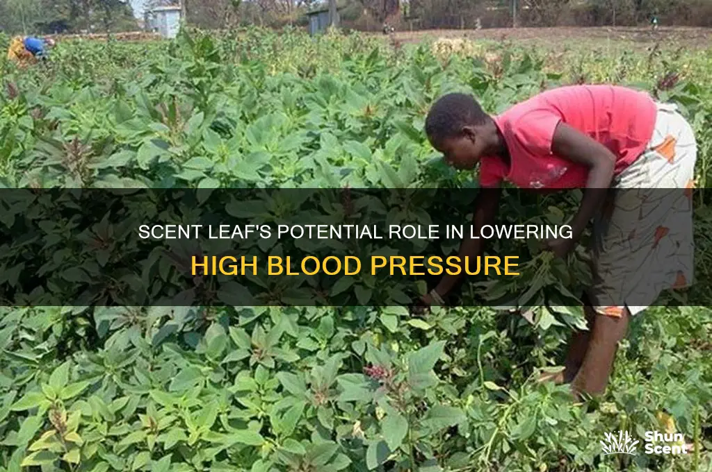 does scent leaf reduce high blood pressure