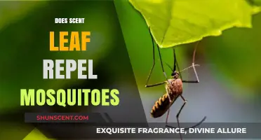 Scent Leaf as a Natural Mosquito Repellent: Fact or Fiction?