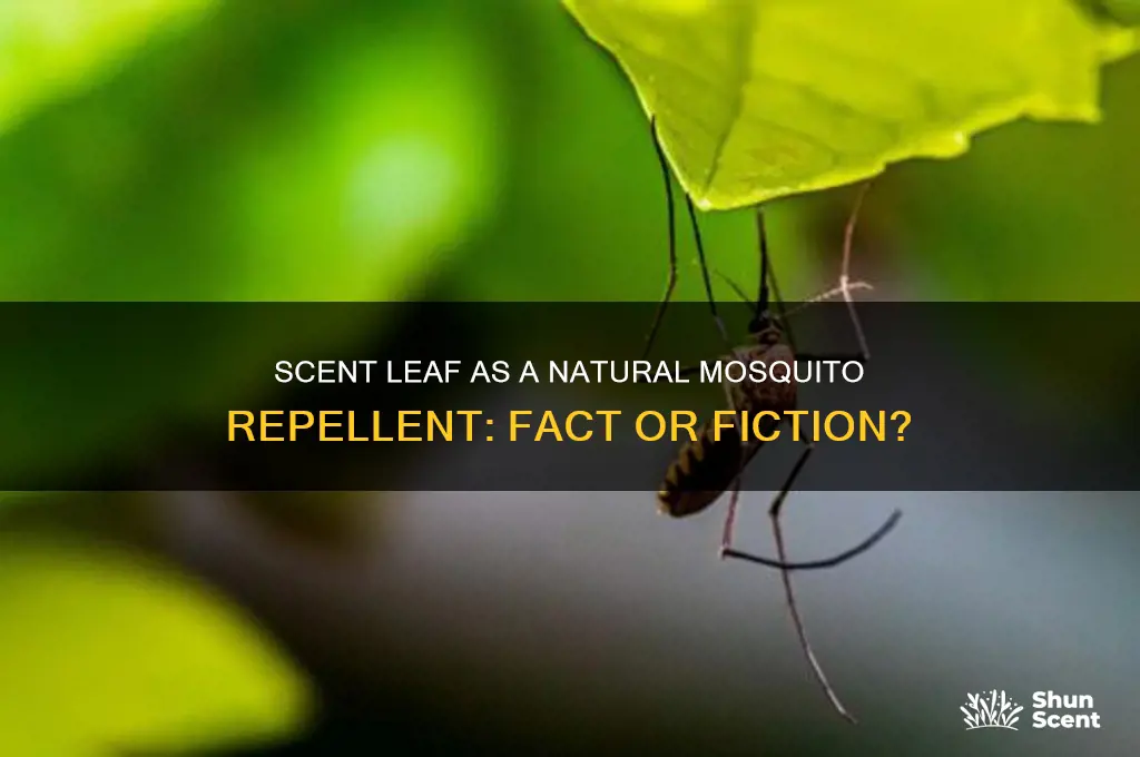 does scent leaf repel mosquitoes