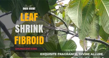 Scent Leaf and Fibroids: Can This Herb Shrink Uterine Growths?