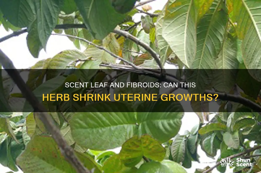 does scent leaf shrink fibroid