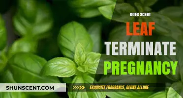 Scent Leaf and Pregnancy: Separating Myths from Facts
