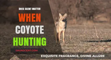 Does Scent Matter When Coyote Hunting? Uncovering the Truth for Hunters