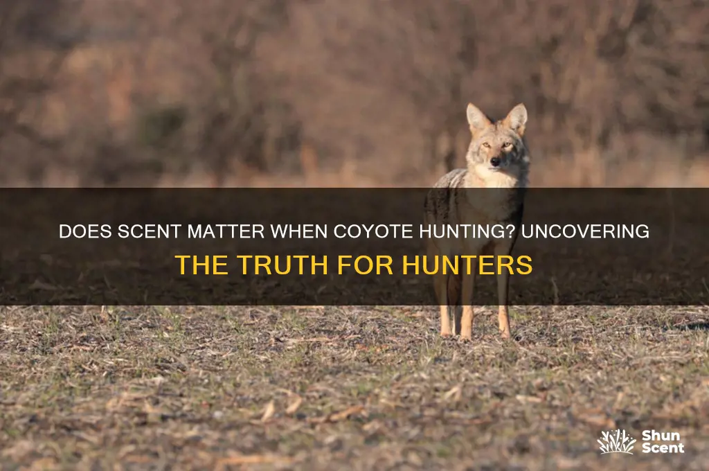 does scent matter when coyote hunting