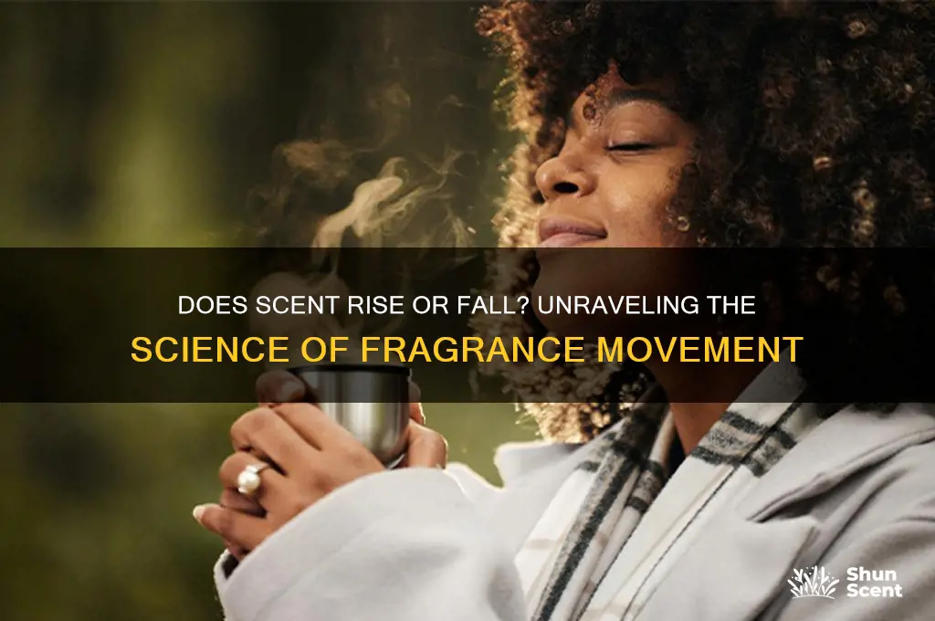 does scent rise or fall