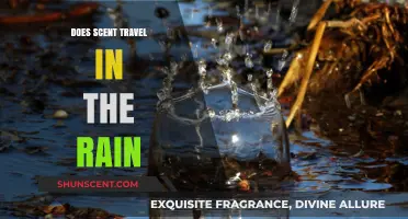How Rain Affects Scent Dispersion: Unraveling the Science Behind Smell in Showers