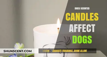 Can Scented Candles Harm Dogs? A Pet Owner's Guide
