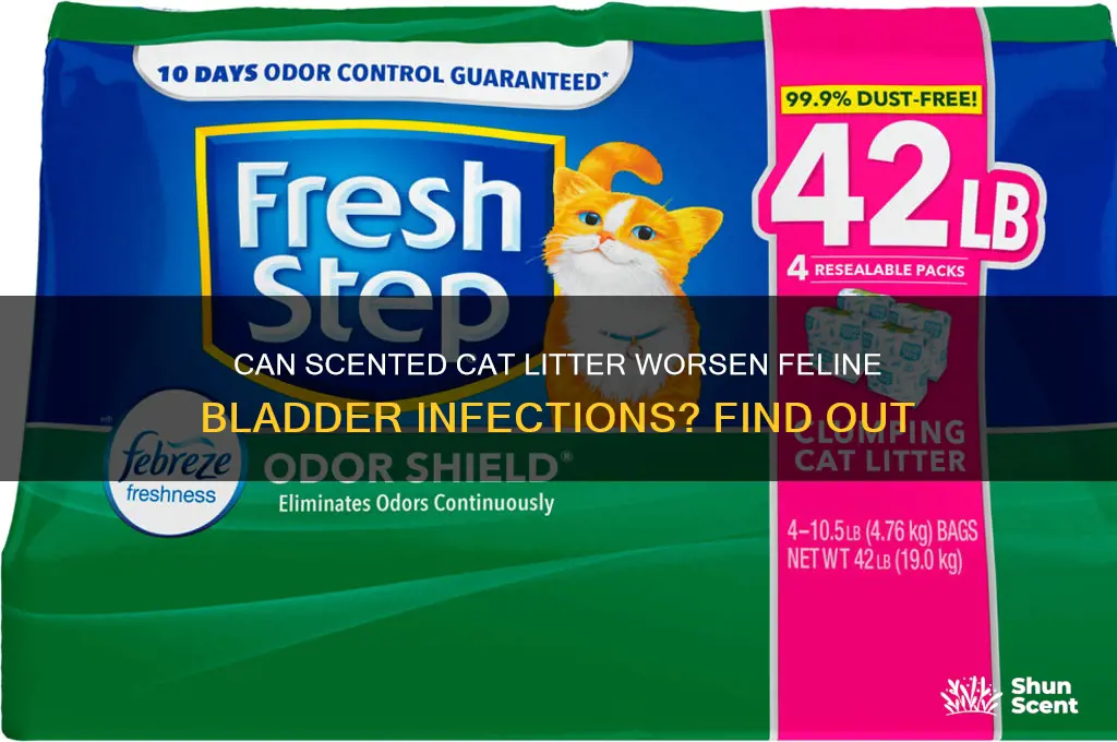 does scented cat litter irritate bladder infections