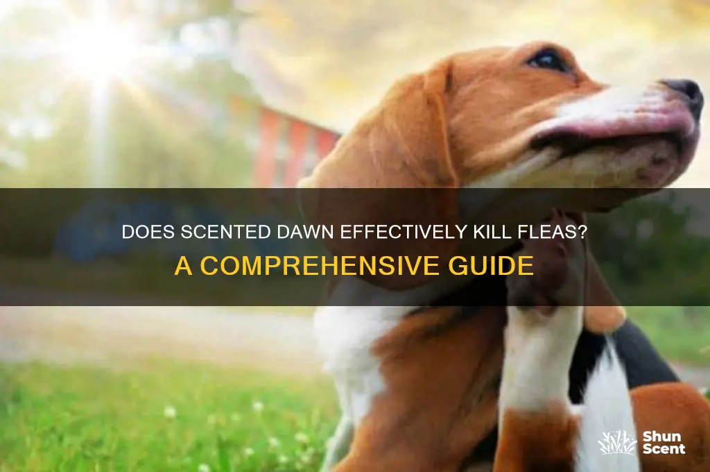 does scented dawn kill fleas