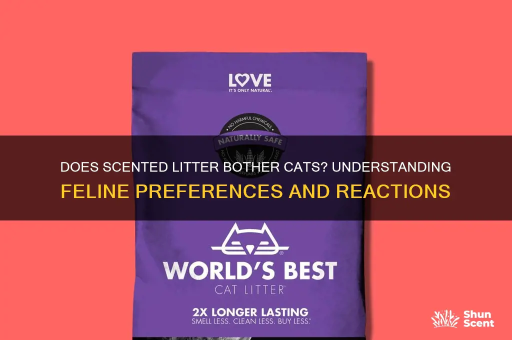 does scented litter bother cats