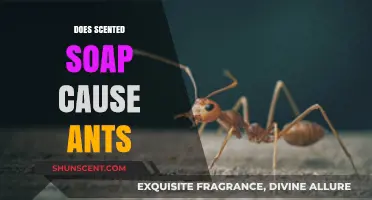 Scented Soaps and Ants: Uncovering the Unexpected Connection