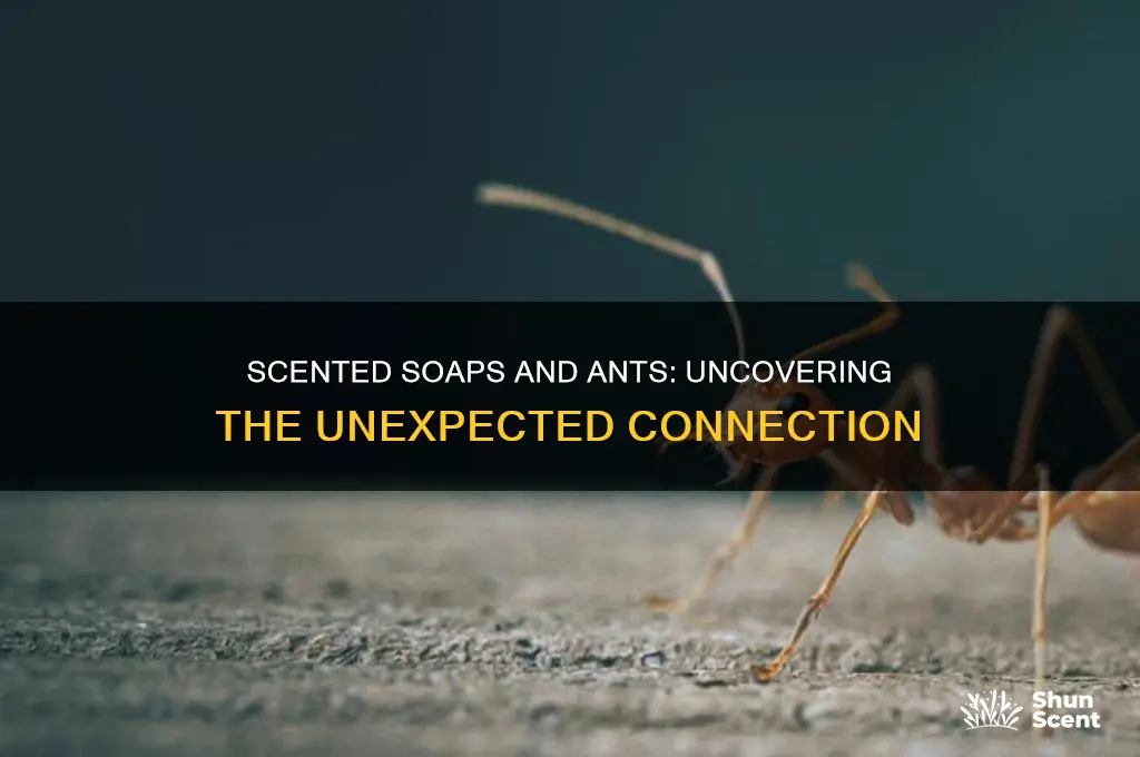 does scented soap cause ants