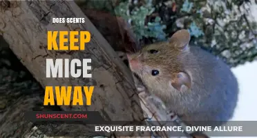 Can Aromatic Scents Effectively Deter Mice from Your Home?